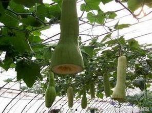 邻居们吃瓜,揭秘社区里的那些八卦趣事