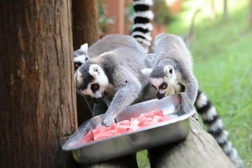 吃瓜群众猩猩,揭秘娱乐圈背后的那些事儿