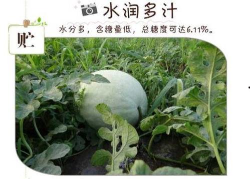 吃白瓜嘴里苦,揭秘吃白瓜嘴里苦的真相