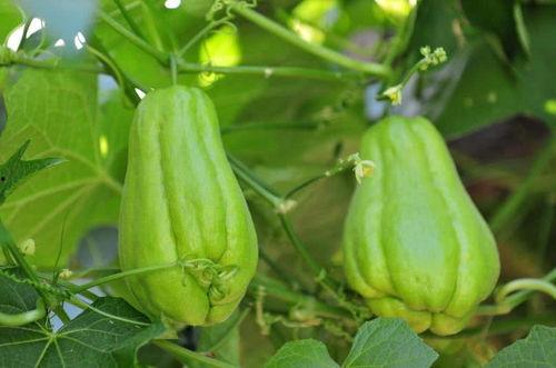 手瓜佛手瓜怎么吃