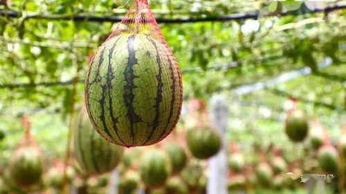 大里村吃瓜,一场别开生面的吃瓜盛宴