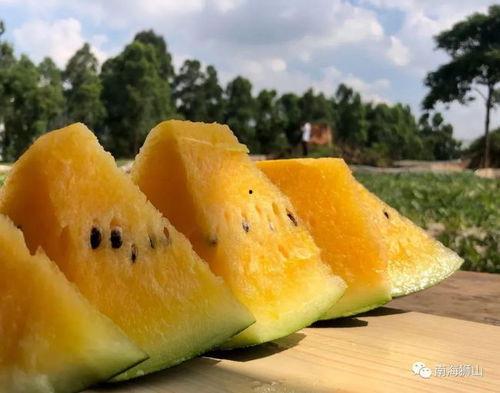 狮山吃瓜,揭秘当地特色美食背后的故事