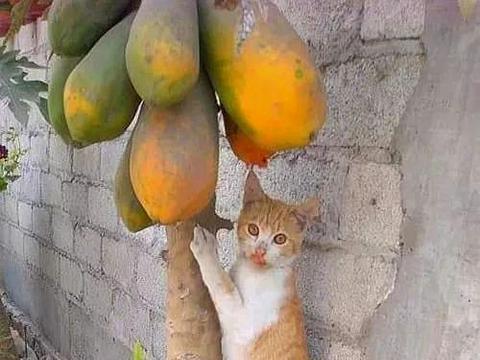 躲角落吃瓜,揭秘隐秘角落里的美食诱惑