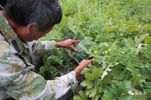 连江县吃瓜,探寻福建连江的美食风情