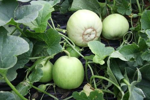 沙沟吃瓜,探寻夏日消暑美食之旅