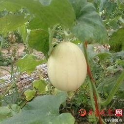 枝江梨瓜怎么吃,解锁夏日清新美味