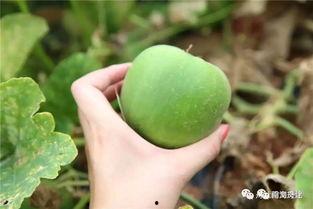 枝江梨瓜怎么吃,解锁夏日清新美味